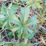 Potentilla reptans 葉