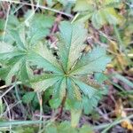 Potentilla reptans Folha