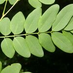 Lennea viridiflora Jani