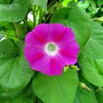 Ipomoea quamoclit Květ