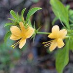 Barleria prionitis ফুল