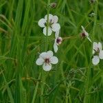 Verbascum blattariaFiore