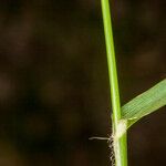 Eleusine indica Blatt