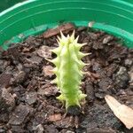 Huernia macrocarpa Flower