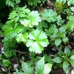 Geranium robertianumOutro