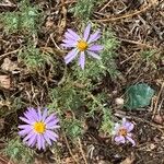 Machaeranthera tanacetifolia Fiore