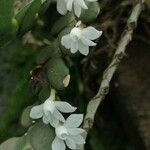 Angraecum aporoides Blomma