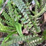 Lindsaea stricta Blad