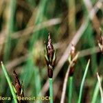 Carex microglochin Hedelmä