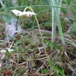 Moneses uniflora Flor