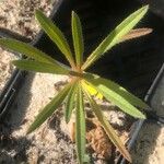 Echium brevirame List