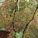 Corybas pignalii Habitat