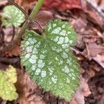 Lamium flexuosum Lapas