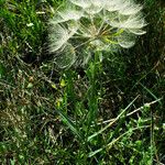 Tragopogon dubius 整株植物