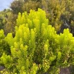 Erica azorica Fuelha