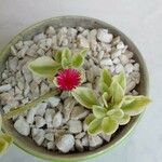Mesembryanthemum cordifolium Blomma