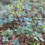 Vaccinium uliginosum Плід