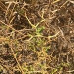 Sarcopoterium spinosum Likasa