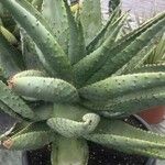 Aloe ferox Folha