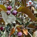 Malus × floribunda Fruit