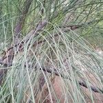 Moringa peregrina Leaf