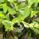 Cuphea carthagenensis Flower