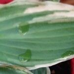 Veratrum californicum Leaf