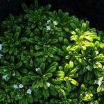 Lysimachia mauritiana Flower