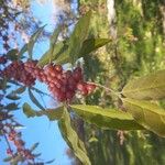 Elaeagnus umbellata Hedelmä