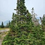 Abies lasiocarpa برگ