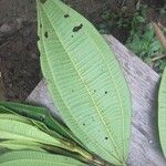 Miconia tschudyoides Blad