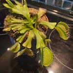 Dionaea muscipula পাতা