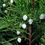 Juniperus sabina Плод