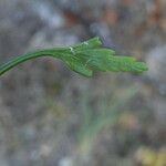 Asplenium seelosii Ліст