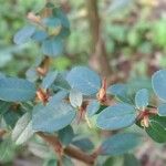 Cotoneaster cochleatus Yaprak