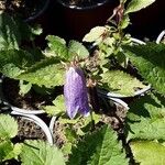 Campanula punctata Habit