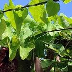 Aristolochia littoralis List