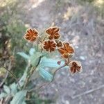 Cistus albidus Hedelmä