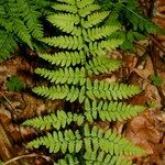 Dryopteris remota Pokrój