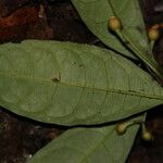 Eumachia sciadephora Leaf