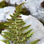 Dryopteris villarii Fulla