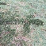 Abies lasiocarpa 葉