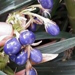 Coix lacryma-jobi Fruit