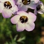 Gilia tricolor Floare