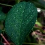 Clitoria ternatea Leaf