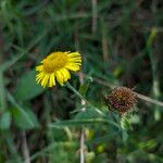 Pulicaria vulgaris Flower