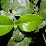 Peltostigma guatemalense Blad