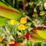 Lotus parviflorus 花