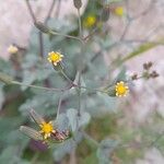 Senecio mohavensis Flor