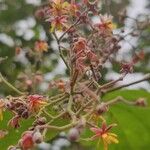 Sterculia lanceolata Çiçek